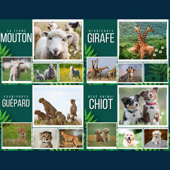 Preview of French Bundle : Real Life Photos For 4 Types of Animal Kingdom - Vol 1