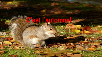 Preview of French: Reading: "C'est l'Automne!", lecture, PRIMARY