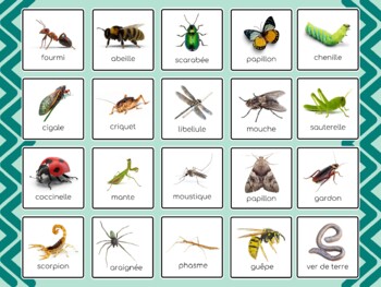 French/Français -- Creepy Critters Vocabulary Poster by Lopsided Home ...