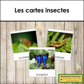 Preview of French - Insects - Les cartes insectes
