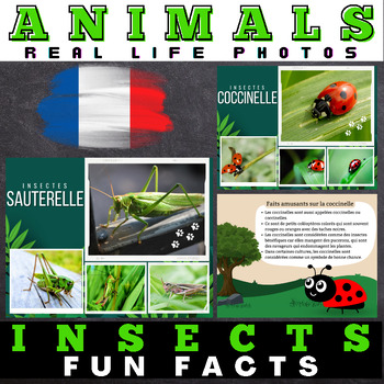 Preview of French Insects : Facts with Real Life Photos - Google Slides™ Included