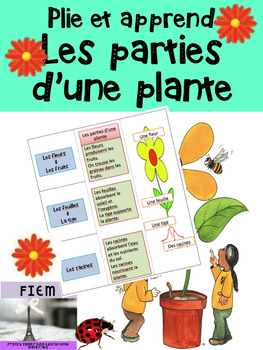 Les parties d'une plante