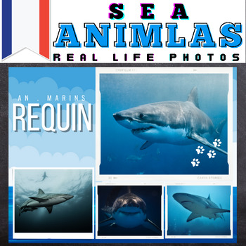 Preview of French Sea Animals : Real Life Photos - Google Slides™ Included