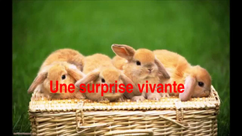 Preview of French: Reading: "Une surprise", lecture PRIMARY
