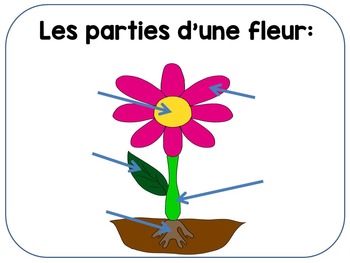 French Unit - Living things and 5 senses by Primary French Immersion