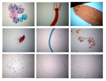 Preview of Fresh Water Microscope Slide Photos 40x