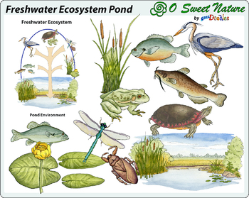 Top Pond Ecosystem Drawing Stock Vectors, Illustrations & Clip Art - iStock