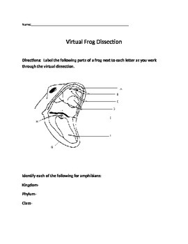 virtual frog dissection answers