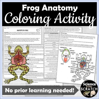 Preview of Frog Anatomy Coloring Activity | Zoology or Biology | Dissection Prep or Review