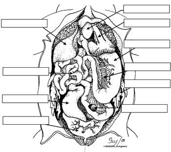 frog dissection labeled diagram