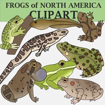 Preview of Frog Clip Art (Frogs of North America)