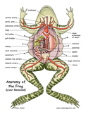 Frog Dissection Anatomy and 2D Model Bundle