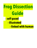 Frog Dissection Guide / Free Teacher's Guide (for my self-