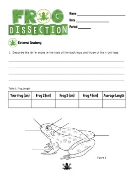 middle school frog dissection worksheet