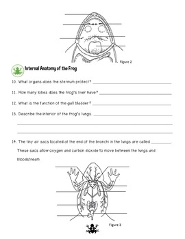 frog dissection coloring sheet