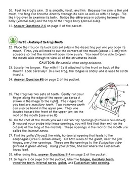 frog dissection worksheet answer key pdf