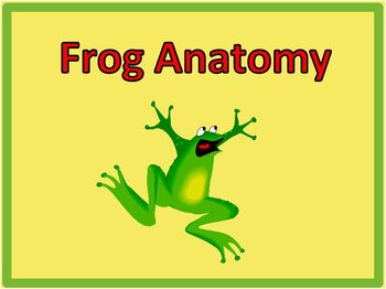 frog dissection crossword answers