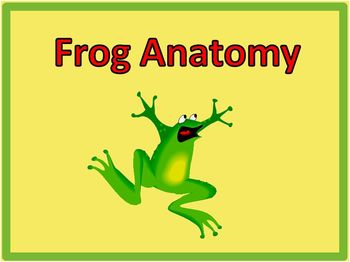 Preview of Frog Dissection Photos [Frog Internal Anatomy Pictures]