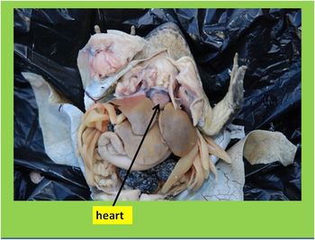 frog dissection heart
