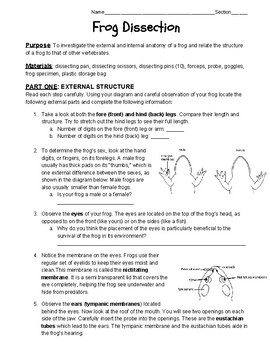 frog dissection worksheet answers biology junction