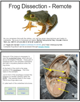 virtual lab virtual frog dissection post-lab quiz answers