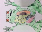Frog Dissection and organ system foldable