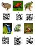Frog Facts