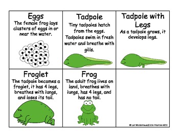 Frog Life Cycle by Little Priorities | TPT