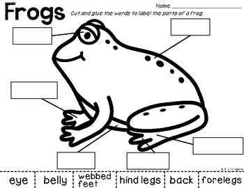 All About Frogs! {Life Cycle, Frog Bodies} by A is for Apples | TpT