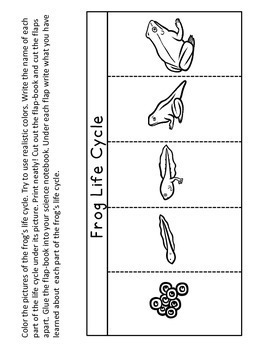 Frog Life Cycle Bundle by Ann Fausnight | Teachers Pay Teachers
