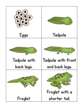 Frog Life Cycle Cards by First Grade Fanatics | Teachers Pay Teachers