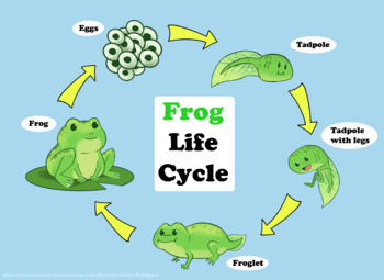 life cycle of a frog