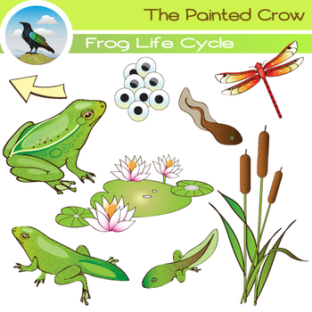 Preview of Frog Life Cycle Clip Art - 18 Piece Set - 5 Stages of Frog Development