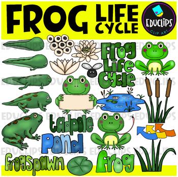 Preview of Frog Life Cycle Clip Art Set {Educlips Clipart}