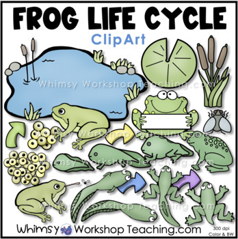 Preview of Frog Life Cycle Clip Art Whimsy Workshop Teaching