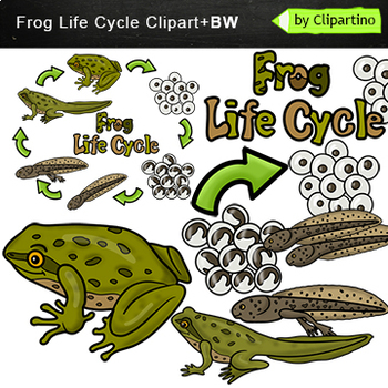 frog life cycle clipart