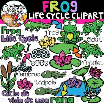 Preview of Frog Life Cycle Clipart {Life Cycles Clipart}