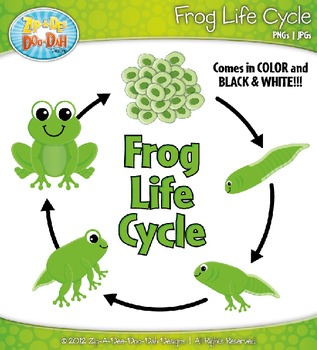 frog life cycle clipart