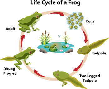 frog life cycle diagram