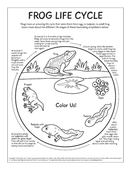 Preview of Frog Life Cycle Coloring Page