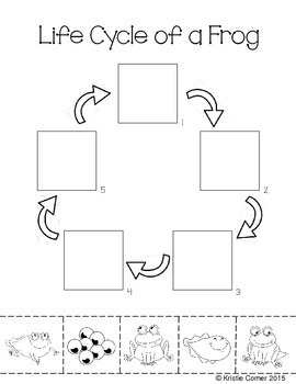 Frog Life Cycle Worksheet Cut And Paste