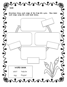 Frog Life Cycle Diagram - Blank by Em's Gems | Teachers ...