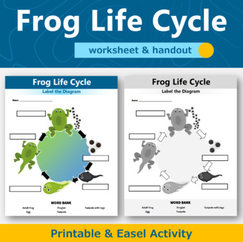 Preview of Frog Life Cycle Diagram Worksheet and Handout