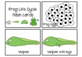 Frog Life Cycle Flash Cards & Work Mat