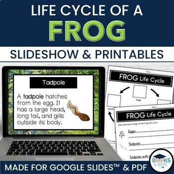 Preview of Frog Life Cycle Informational Slideshow for Google Slides™