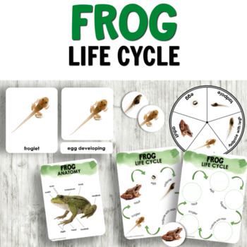 Preview of Montessori Frog Life Cycle Preschool Science Activities with Real Photos