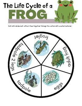 Preview of Frog Life Cycle Learning Unit