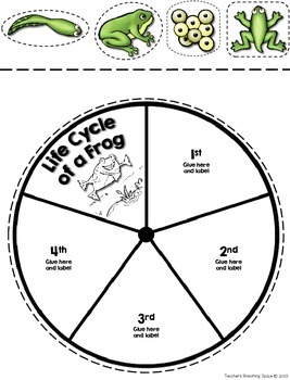 Frog Life Cycle Craftivity --- Lily Pad Life Cycle Wheel | TpT