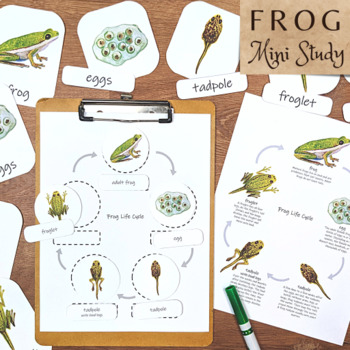 Preview of Frog Metamorphosis: labeled & unlabeled frog life cycle diagrams + flashcards