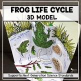 Frog Life Cycle Model - 3D Model